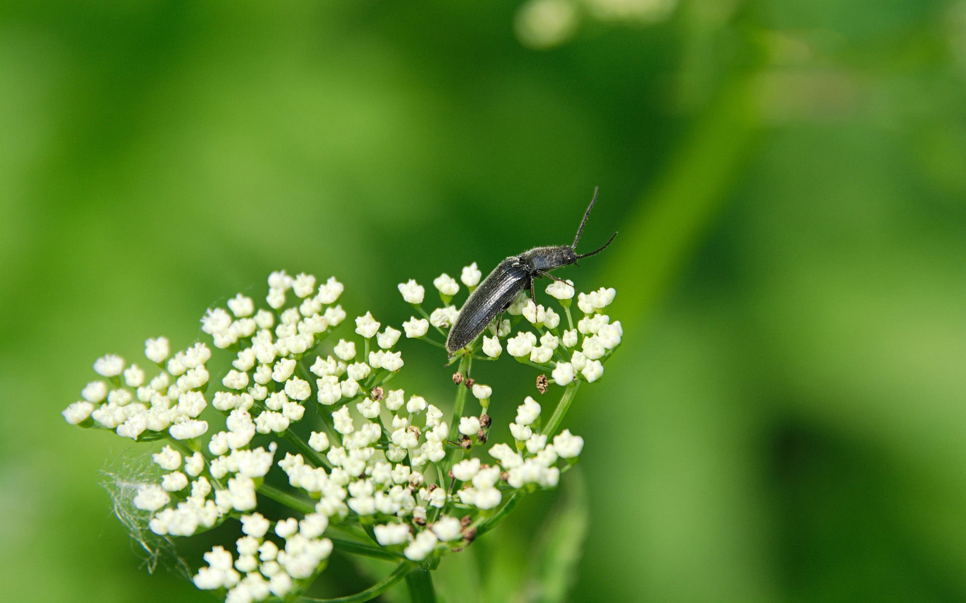 德国之夏昆虫鲜花摄影（12P）