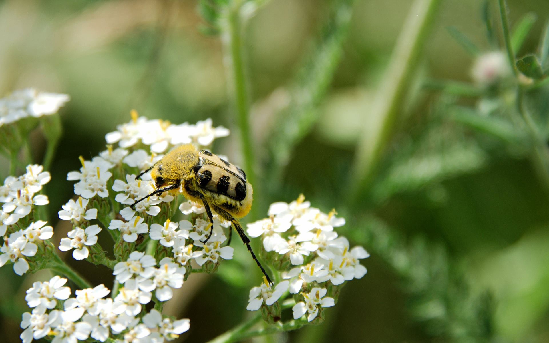 德国之夏昆虫鲜花摄影（12P）