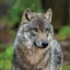 森林狼生存模拟器 v1.2